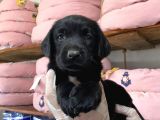 Siyah Inci Labrador Retriever Yavrularımız