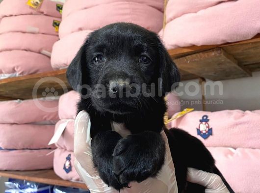 Siyah Inci Labrador Retriever Yavrularımız görsel