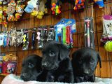 Siyah Inci Labrador Retriever Yavrularımız