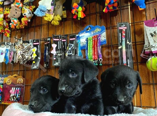 Siyah Inci Labrador Retriever Yavrularımız görsel