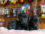 Siyah Inci Labrador Retriever Yavrularımız