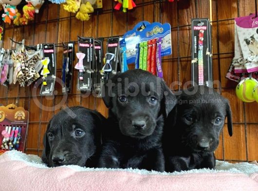 Siyah Inci Labrador Retriever Yavrularımız görsel