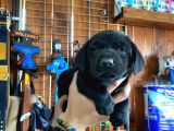 Siyah Inci Labrador Retriever Yavrularımız