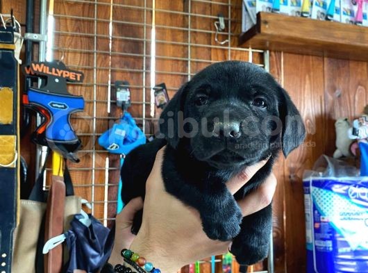 Siyah Inci Labrador Retriever Yavrularımız görsel