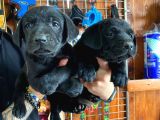 Siyah Inci Labrador Retriever Yavrularımız