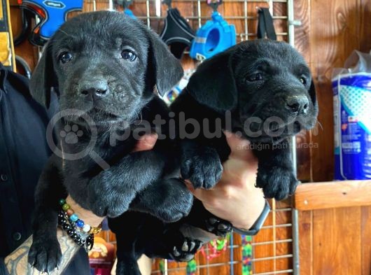 Siyah Inci Labrador Retriever Yavrularımız görsel