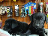 Siyah Inci Labrador Retriever Yavrularımız