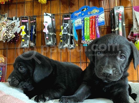 Siyah Inci Labrador Retriever Yavrularımız görsel