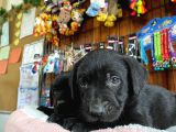 Siyah Inci Labrador Retriever Yavrularımız