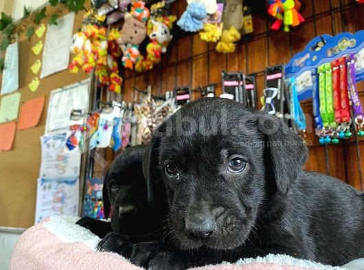 Siyah Inci Labrador Retriever Yavrularımız görsel