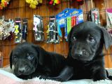 Siyah Inci Labrador Retriever Yavrularımız