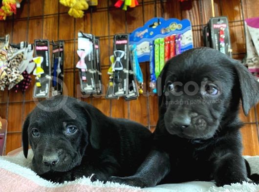 Siyah Inci Labrador Retriever Yavrularımız görsel