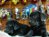 Siyah inci labrador retriever yavrularımız