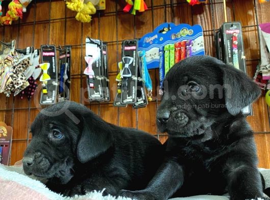Siyah Inci Labrador Retriever Yavrularımız