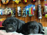 Siyah Inci Labrador Retriever Yavrularımız