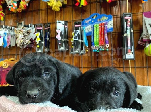Siyah Inci Labrador Retriever Yavrularımız görsel