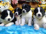 DUNYANİN EN ZEKİ IRKI BORDER COLLIE