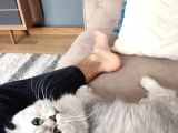 British Longhair Silver Point