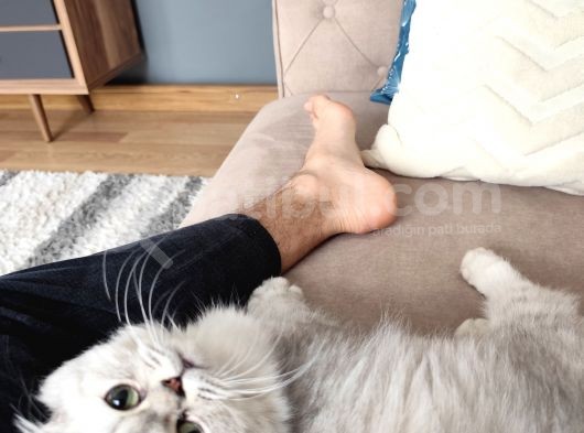British Longhair Silver Point görsel