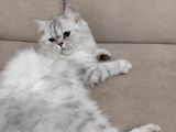 British Longhair Silver Point