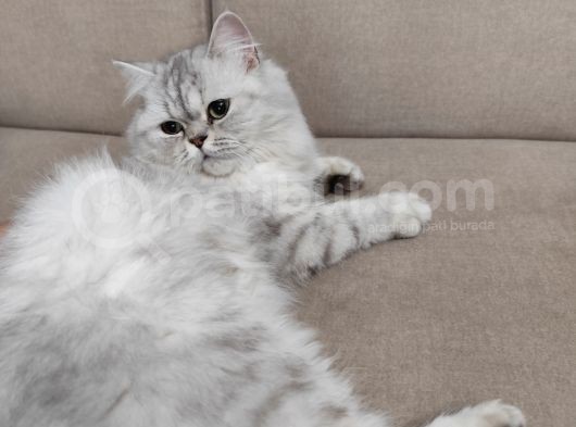British Longhair Silver Point görsel