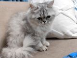 British Longhair Silver Point