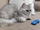 British Longhair Silver Point