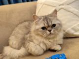 British longhair silver point