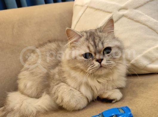 British Longhair Silver Point