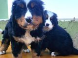 Kali̇teli̇ Bernese Mountai̇n Yavrulari