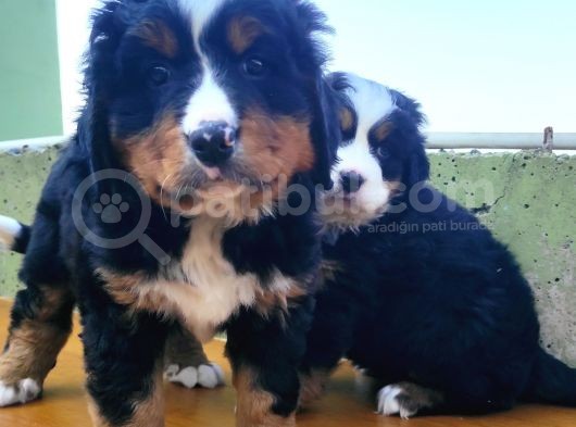 Kali̇teli̇ Bernese Mountai̇n Yavrulari görsel