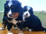 Kali̇teli̇ Bernese Mountai̇n Yavrulari