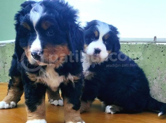 Kali̇teli̇ Bernese Mountai̇n Yavrulari görsel