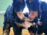Kali̇teli̇ Bernese Mountai̇n Yavrulari