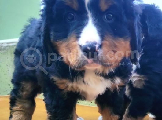 Kali̇teli̇ Bernese Mountai̇n Yavrulari görsel