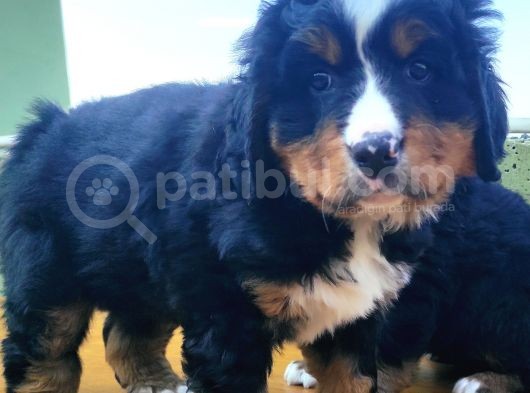 Kali̇teli̇ Bernese Mountai̇n Yavrulari görsel