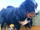 Kali̇teli̇ Bernese Mountai̇n Yavrulari