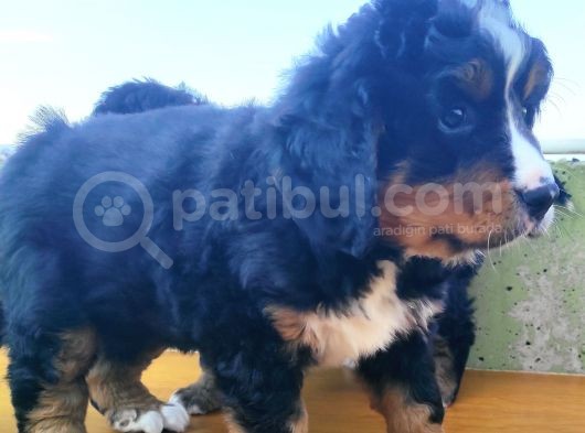 Kali̇teli̇ Bernese Mountai̇n Yavrulari görsel