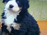 Kali̇teli̇ Bernese Mountai̇n Yavrulari