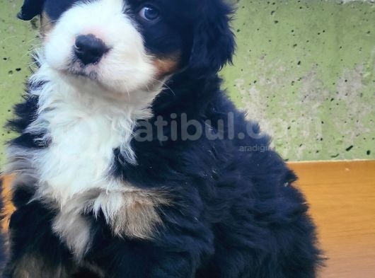 Kali̇teli̇ Bernese Mountai̇n Yavrulari görsel