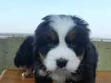 Kali̇teli̇ Bernese Mountai̇n Yavrulari