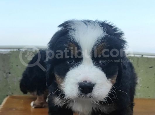 Kali̇teli̇ Bernese Mountai̇n Yavrulari görsel