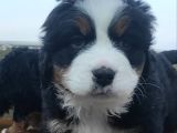 KALİTELİ BERNESE MOUNTAİN YAVRULARI