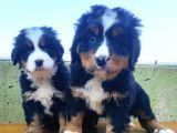 Kali̇teli̇ Bernese Mountai̇n Yavrulari
