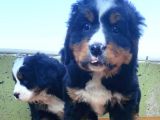 Kali̇teli̇ Bernese Mountai̇n Yavrulari