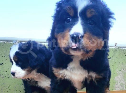 Kali̇teli̇ Bernese Mountai̇n Yavrulari görsel