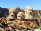 Poodle Tadi̇nda F1 Malti̇po Yavrular