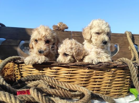 Poodle Tadi̇nda F1 Malti̇po Yavrular görsel