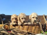 Poodle Tadi̇nda F1 Malti̇po Yavrular