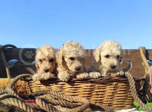 Poodle Tadi̇nda F1 Malti̇po Yavrular görsel